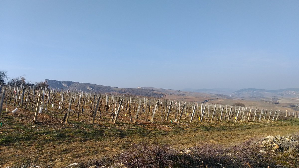 chailloux71's tweet photo. Les roches de #Solutré et #Vergisson vues depuis le vignoble de Pouilly. #MagnifiqueBourgogne #BourgogneFrancheComté https://t.co/gW7E3fMGO9