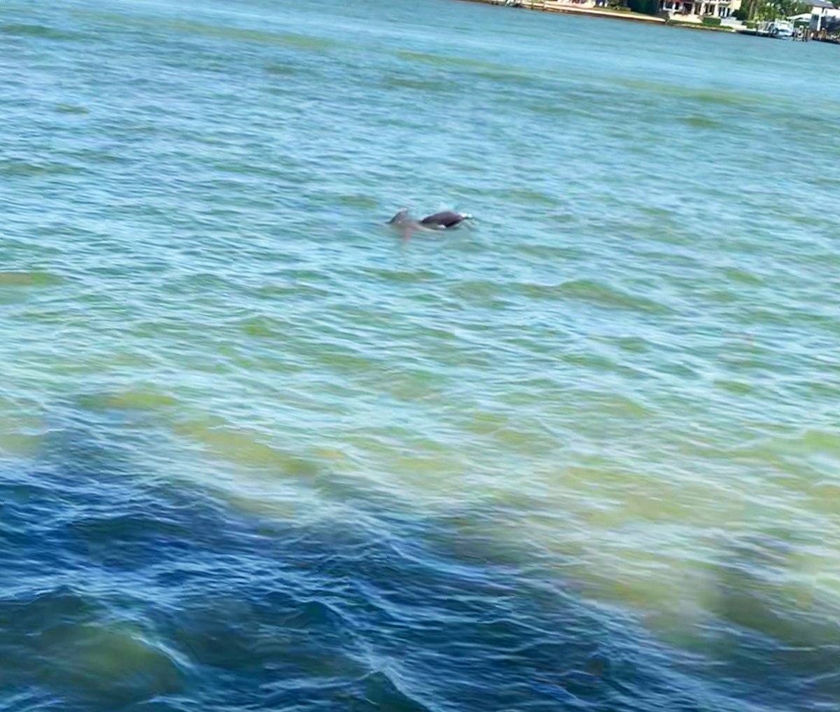 Two friends just swam by to say hello!!! Hello 🐬 I’m sort of glad I wasn’t swimming 🏊 and bumped in to them....I like looking better :)