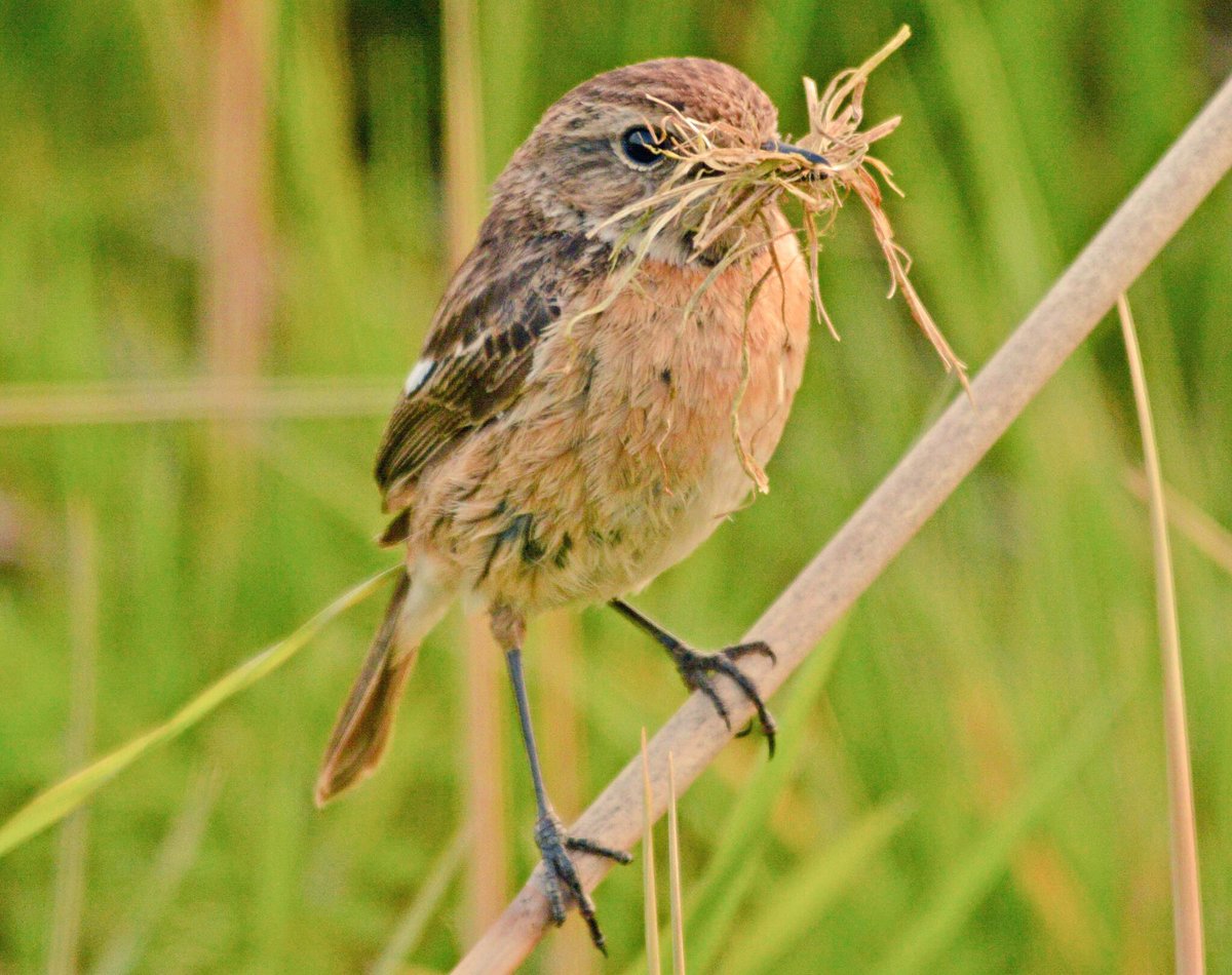 GerhardKornelis's tweet photo. De eerstse #roodborsttapuiten zijn terug, even als de vroege #gruttos. De #blauwekiek blijft nog even en de ransuil doet intussen een dutje....#Lauwersmeer #Wad. https://t.co/xY7B89yXQy