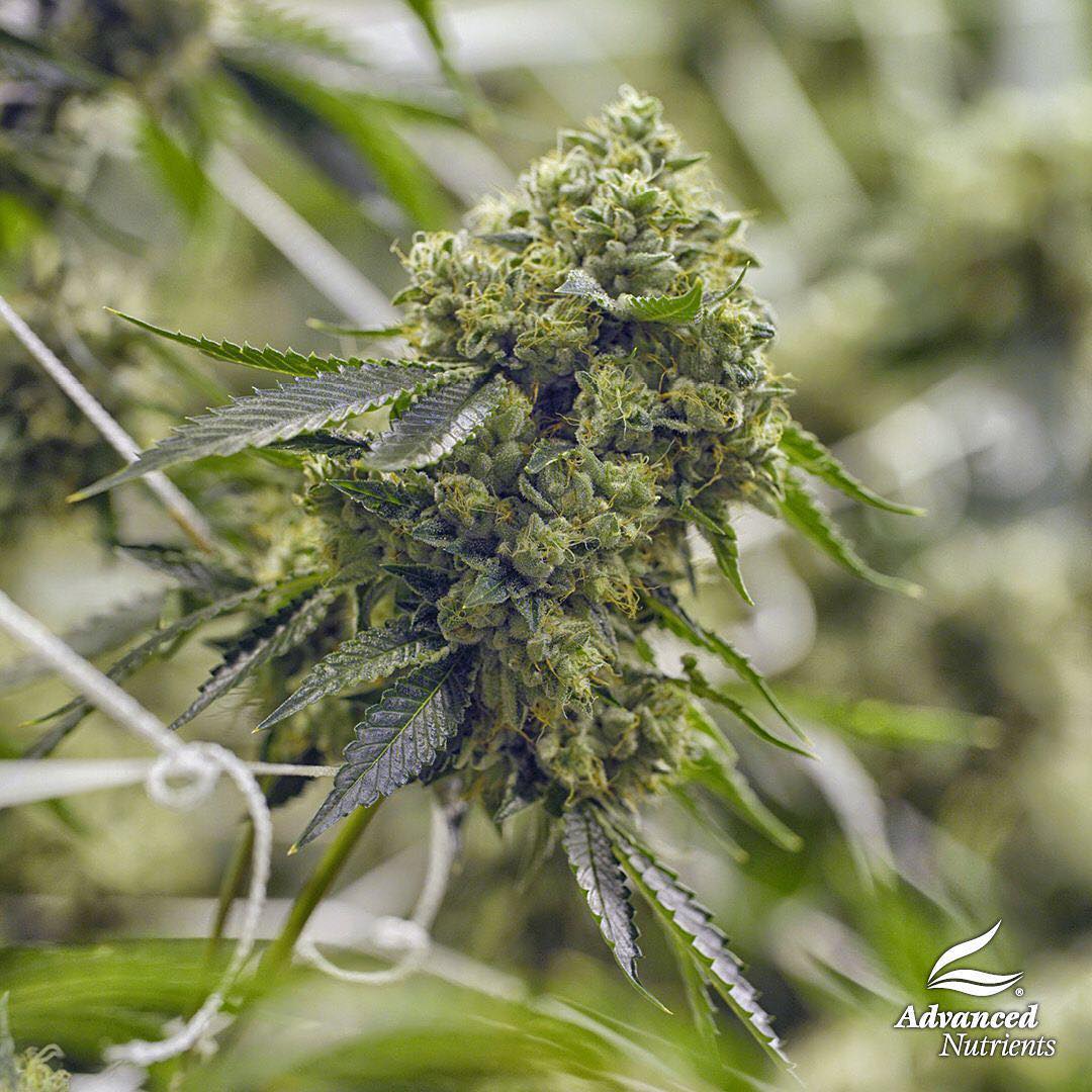 Grown with @advancednutes.
 
#GrowYourOwn #Cannabis #Hydroponics #QualityCannabis #CannabisCommunity #AD