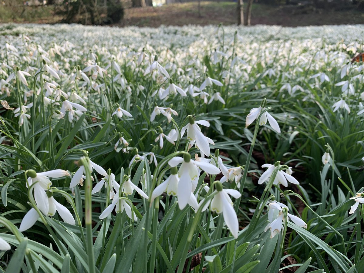 NigelVardy's tweet photo. Springtime in #Derbyshire @OSleisure #GetOutside #belper #hoptonhall https://t.co/rzyqJQyaU3