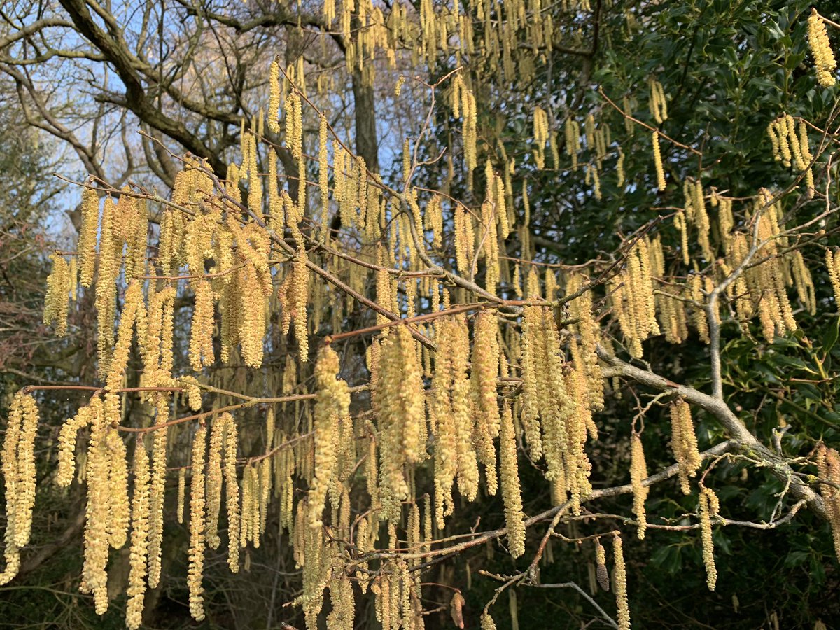 NigelVardy's tweet photo. Springtime in #Derbyshire @OSleisure #GetOutside #belper #hoptonhall https://t.co/rzyqJQyaU3