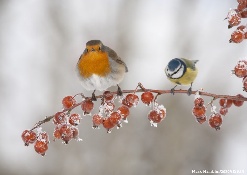 Now is the perfect time to be feeding your garden birds – they’ll be looking to gardens for food and water.