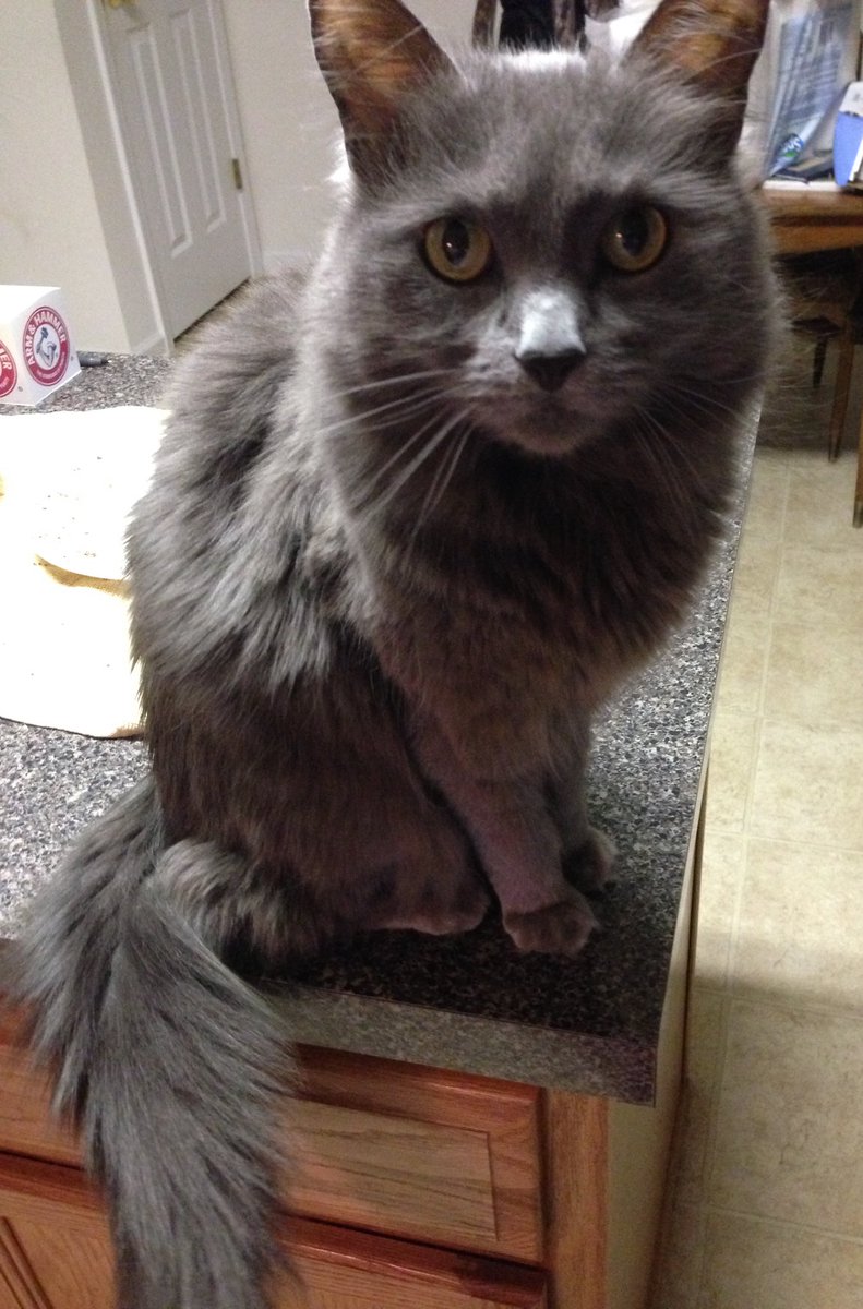 Kathryn Fox (@kathrynrfox) on Twitter photo My sweet girl, who I named after <a href="/greta/">Greta Van Susteren</a>, passed suddenly last night. My heart is broken in a million pieces. My sweet girl, who I named after <a href="/greta/">Greta Van Susteren</a>, passed suddenly last night. My heart is broken in a million pieces.
