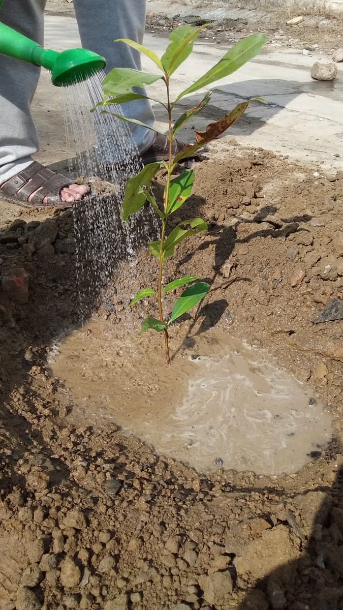 planterforce's tweet photo. Planted 5 trees today (24th Feb)
2x Jamun
1x Kachnaar
1x Arjan
1x SukhChain
These kids will take care of these plants
#planterforce #plant4pakistan #youthofpakistan #pakistan #greencleanpakistan #pakistanzindabad #plant4peace #peacefulpakistan https://t.co/0exv30yvkl