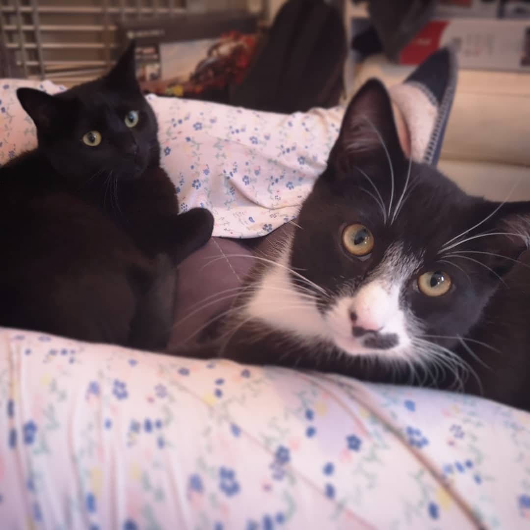 HRHbristol's tweet photo. @ColeTheBlackCat Lilo &amp; Loki https://t.co/aJNPguQuJg