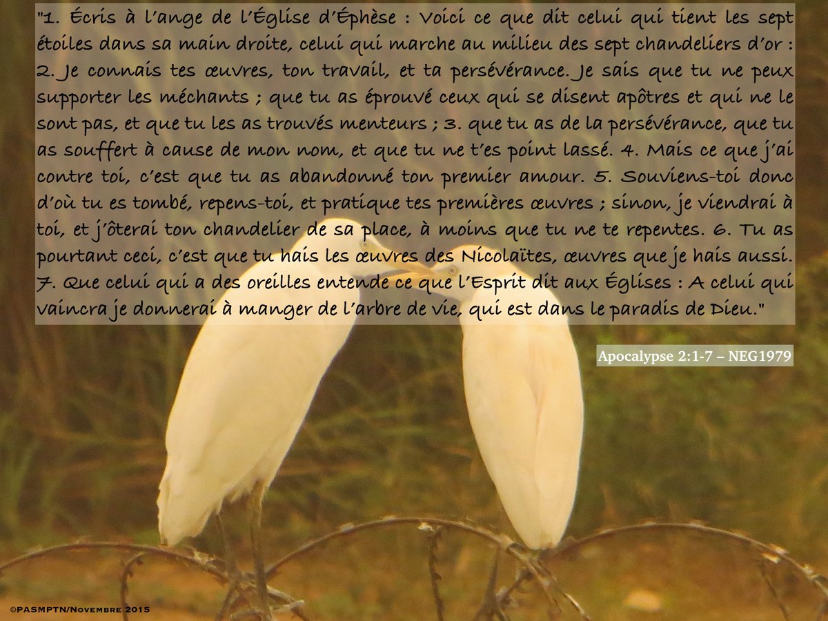 PASMPTN's tweet photo. Voulez-vous #manger de l’#Arbre de #Vie qui est dans le #Paradis de #DIEU ? #Repentez-vous. Repartez dans les Bras de #JÉSUSCHRIST, votre Premier #Amour. Ne vous détournez surtout pas de Lui… #Apocalypse 2:1-7 #PASMPTN https://t.co/8O0LRDXma9