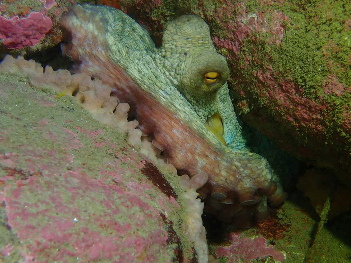 milcastros's tweet photo. Más fotos. El Grelle 23-02-19.
Buen buceo!!!
#Devaneo
#Queseriadeti https://t.co/UeH8bLYe2Y