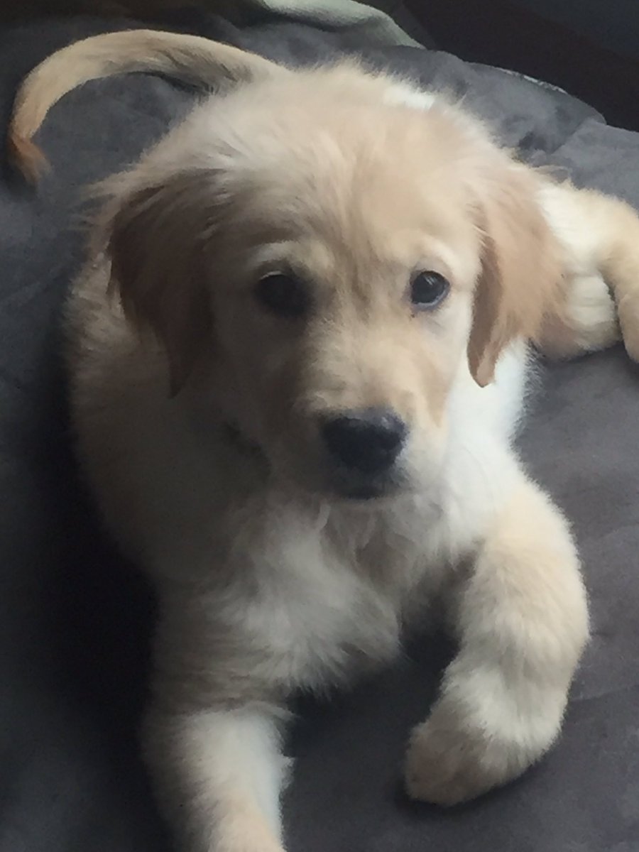 Mmvattula's tweet photo. @SoCalledYALife I just got a new puppy they are the best!! #goldenretriever #dogsofwriters https://t.co/lciXM2bl1z