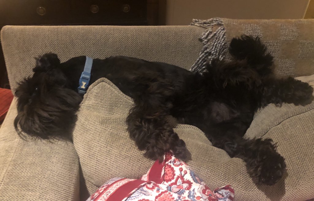 #Sundaynight #SchnauzerGang #sofasurfing #exhaustingbeingaschnauzer