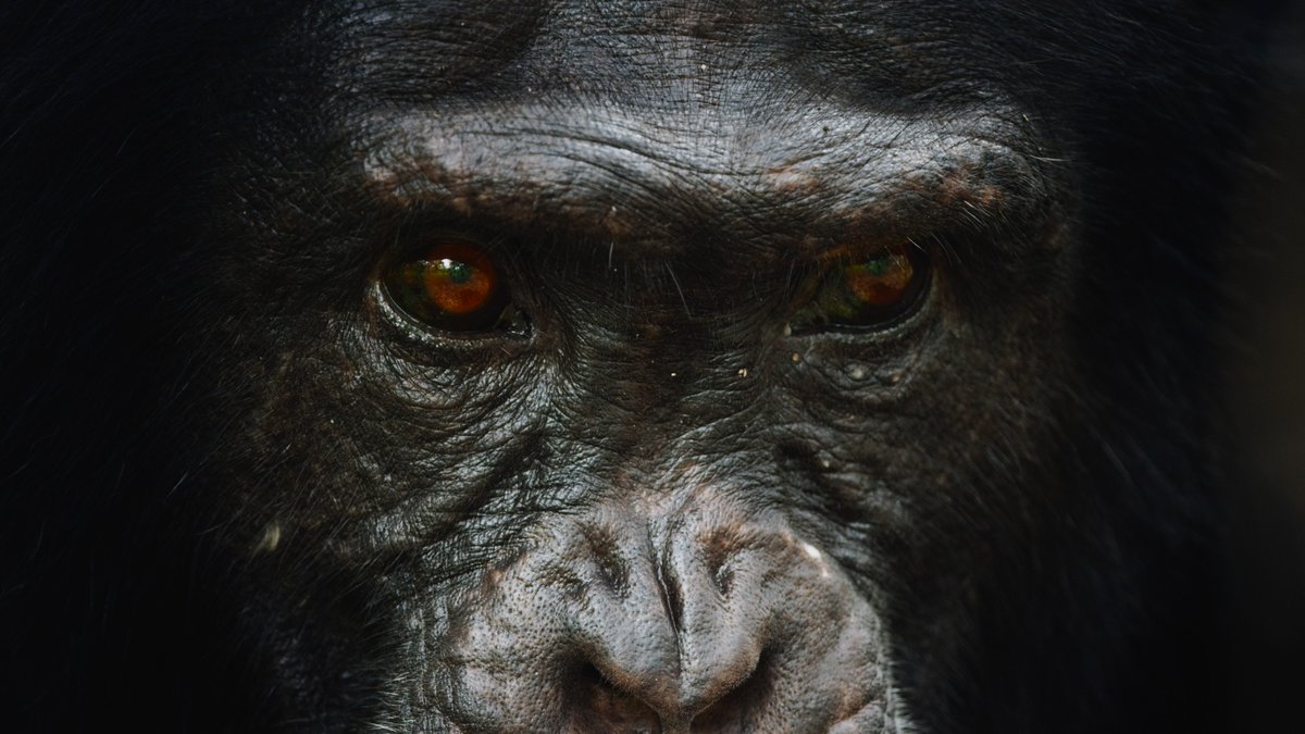 HighDefDiscNews's tweet photo. Dynasties - 4K UHD Blu-ray Screenshots 

#Dynasties #BBCEarth #4K #Screenshots #4KScreenshots @UltraHDBluray 

(Screenshots by @SpoilerFreeMike) 

VIEW the whole set (120 shots total) HERE: https://t.co/j9dnaKAlMi https://t.co/AdUoIuyweK