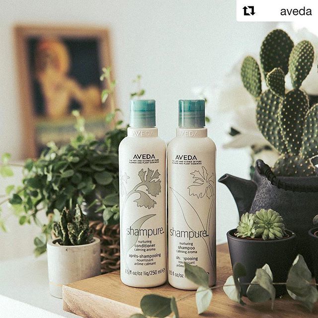 Is the classic Shampure your #1 fave? Don't forget to show your love on social with #TeamShampure and #AvedaSweeps. You could win a year's supply! See the link in our bio for more info. #SmellsLikeAveda (Photo courtesy @blondie_lili.)
-
-
-
-
#shampure #… ift.tt/2H0qOxh