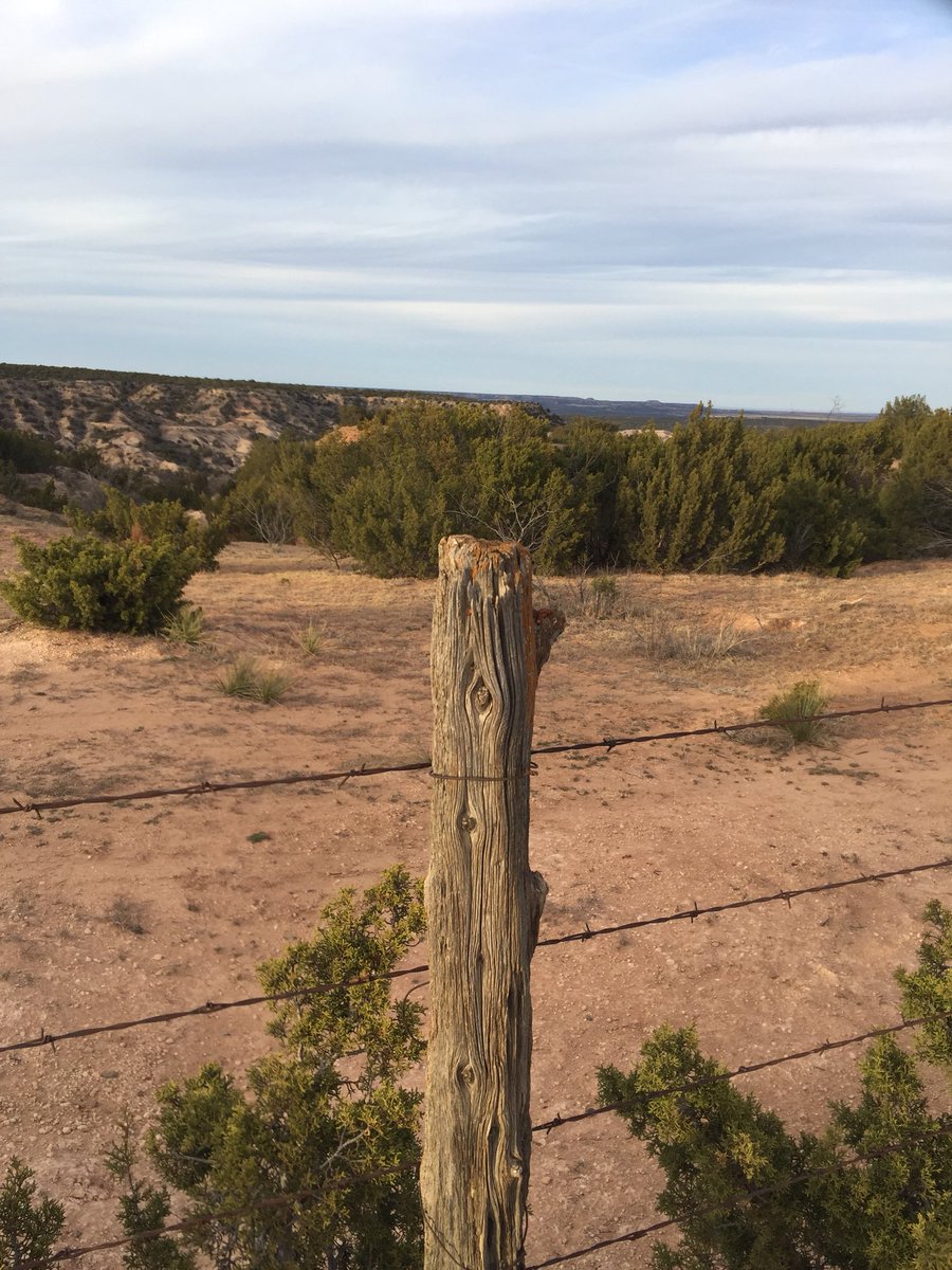 Mr. Pigweed ©️ tweet media