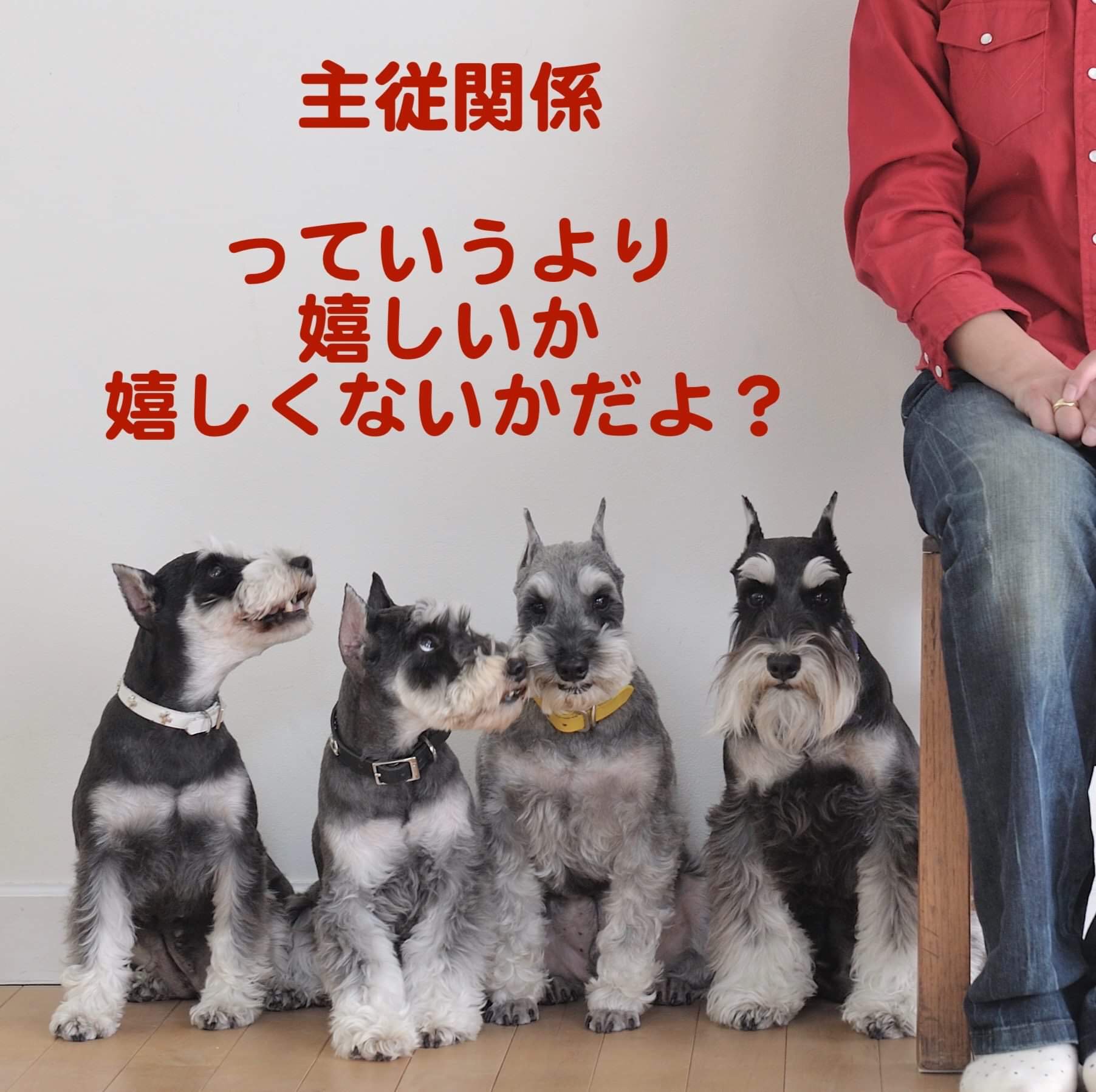 O Xrhsths 中西典子 Sto Twitter 主従関係 なぜ必要か聞くと 多くの飼い主さんが 言うことを聞いて欲しいから と答えます 犬が言うことを聞くのは 主従ではなく やったら嬉しいか嬉しくないか です 行動分析学 嬉しいことして O Xrhsths 中西典子 Sto Twitter 主従関係 なぜ必要か聞くと 多くの飼い主さんが 言うことを聞いて欲しいから と答えます 犬が言うことを聞くのは 主従ではなく やったら嬉しいか嬉しくないか です 行動分析学 嬉しいことして