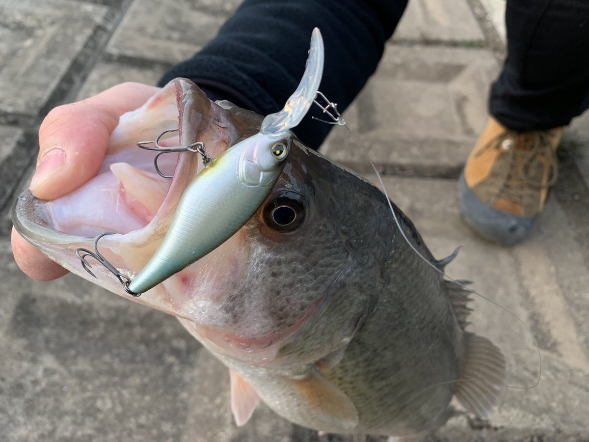 naoto_mizbro's tweet image. スピードキラー SPにて早春のクオリティーフィッシュをキャッチ！！確実に五三川のバスは動き出してる！！
#FLASHUNION
#flashunion
#speedkiller
#フラッシュユニオン
#スピードキラー
#五三川
#水間尚斗