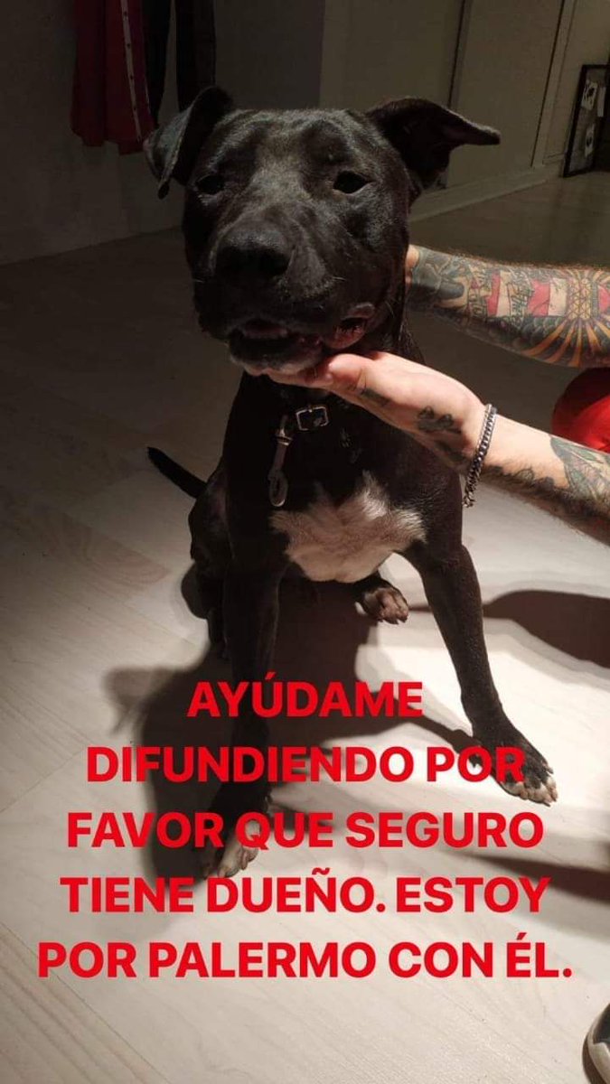 gatitosdeavella's tweet photo. Copio NECESITO  AYUDA!
Encontré a este mestizo de Pitbull por Belgrano/Palermo, en la YPF de Olleros y Libertador.
Claramente es un perro que tuvo dueño porque me siguió 5 km 🐕 . Esta castrado, es macho, de unos dos años, ES UN AMOR y tiene un peculiar tatuaje en la oreja... https://t.co/kpTGHETluh