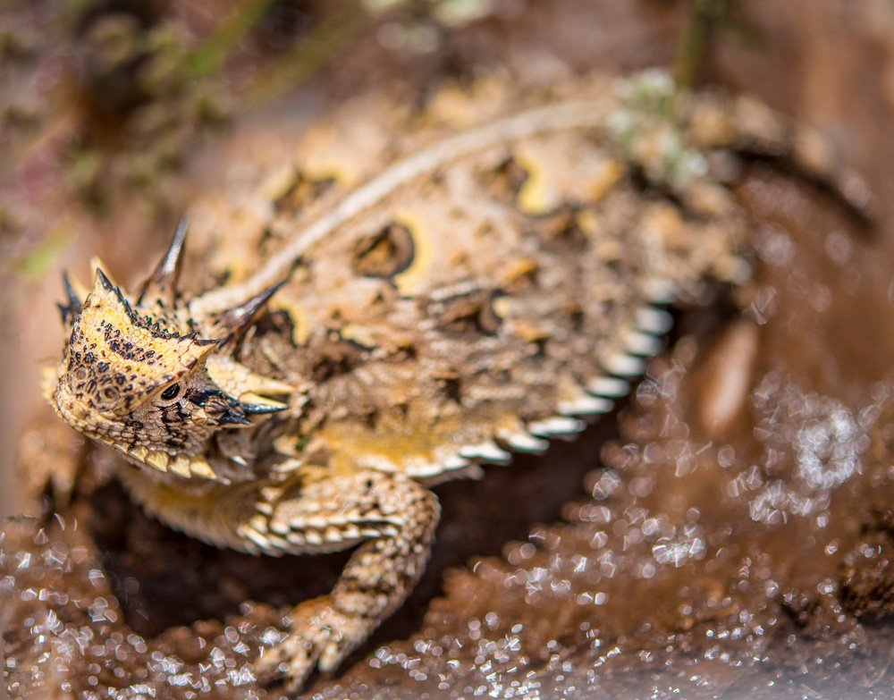 VisitAlpineTX's tweet photo. "The Horniest of Toads" by Jessica Larson, #AlpineTXPhoto entry! #alpinetexas #wildlife #hornedlizard #hornytoads #texasherps https://t.co/sbqJfd0xHC https://t.co/Qbmre050CD