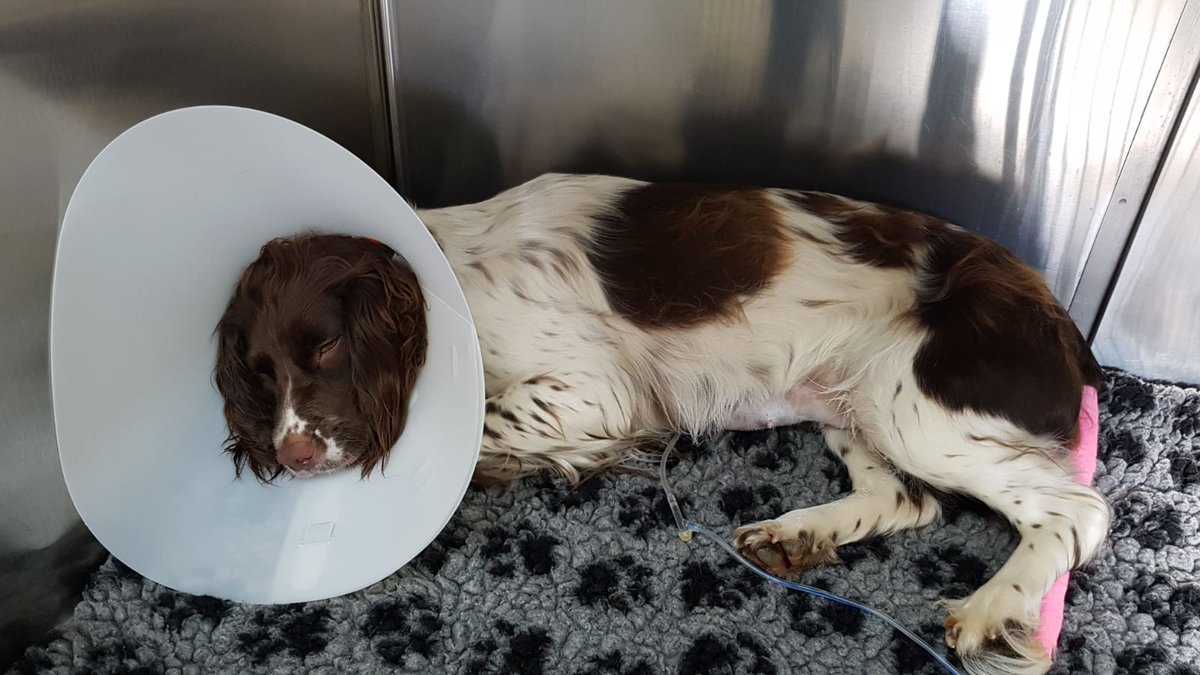springer_luna's tweet photo. Have to stay at the vet tonight. I'm a poorly dog but I hope I will go home again tomorrow. https://t.co/z63jaYJcU8