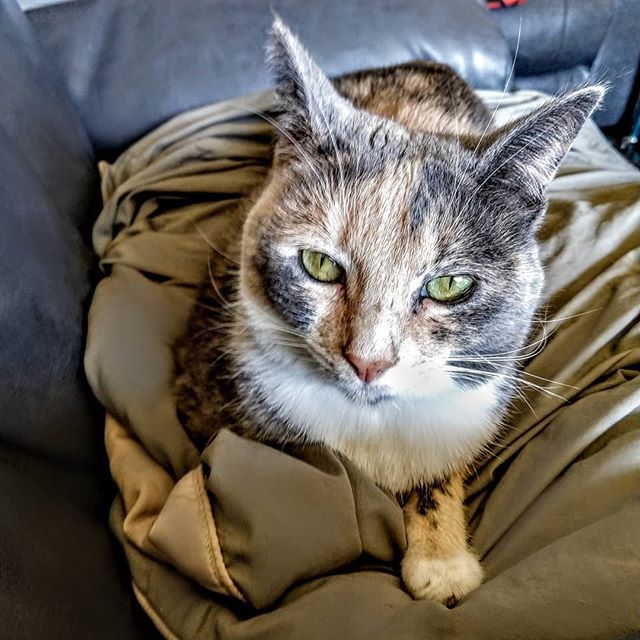 That consistent look of judgement I get every day from Ridley.

#classycatdad #catdad #catdads #catdadlife #cats #cat #catnap #judgycat #torties #tortie #dilutetortie #dilutetorties #tortietude #tortiesofinstagram #dilutetortiesofinstagram #catitude #cat… ift.tt/2E8SfBZ