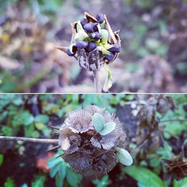 Nature is taking matters into its own hands! 😮😮😮 Though won't get very far in this case! 
For the seedaholics.....do you know what seeds are germinating in airspace?!?! Luckily, we've harvested plenty of both and they're nicely tucked up in seed comp… ift.tt/2IBfNVu