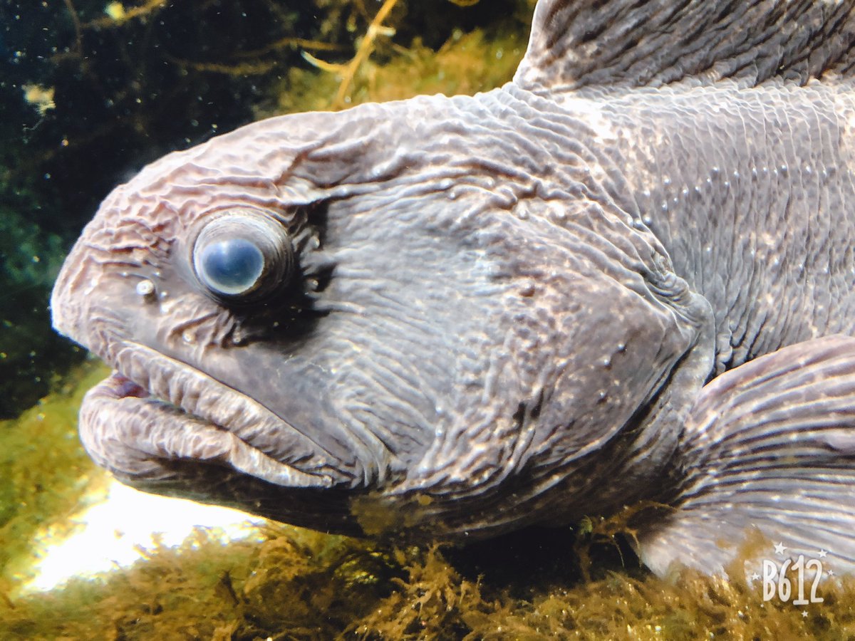 Ojigisoou F 水族館行ってきた チンアナゴとドジョウの赤ちゃんそれで隠れてるつもりかっ 可愛すぎた ナマコも触ってきた
