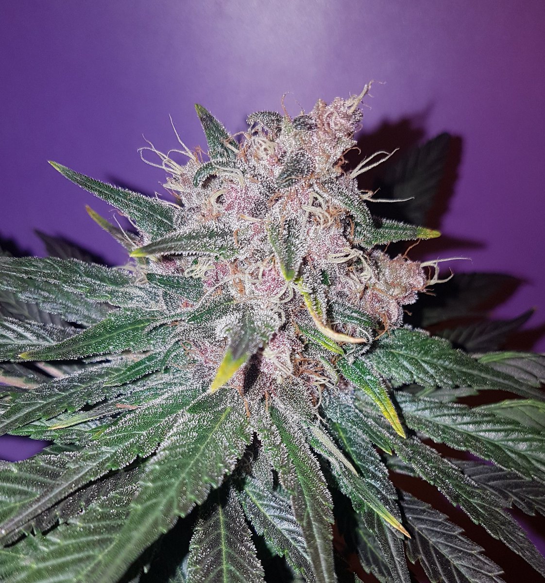 GoldenBeach HR 🍯OrganicBerries🍓 tweet media