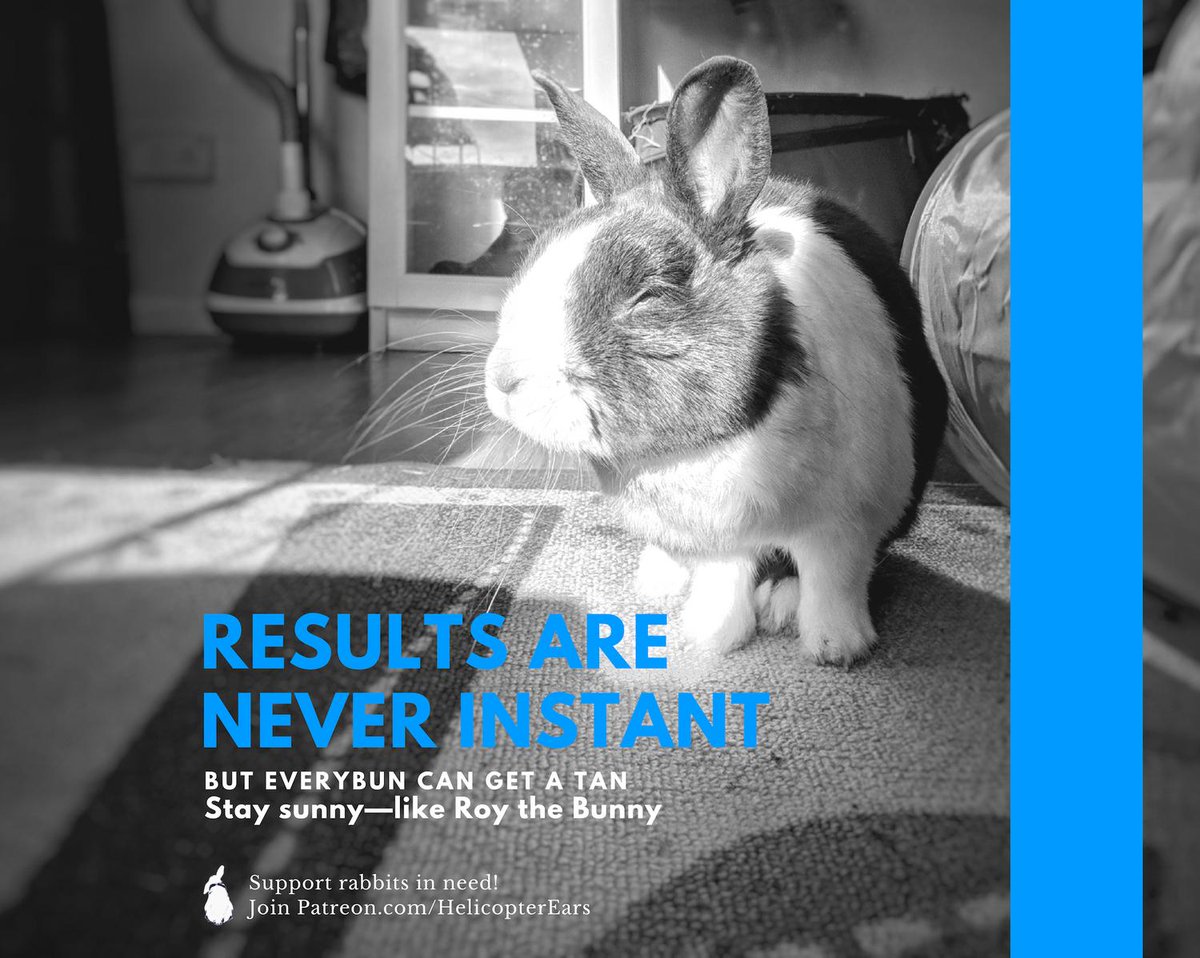 HelicopterEars's tweet photo. Stay #sunny like Roy the #bunny—that's what I say!  R ❤ Bunnies of Helicopter Ears on Pinterest https://t.co/8flQOkDUXi Support us: https://t.co/UcaFIG3Vzl ❤🐰❤ https://t.co/mTcGINZeKa