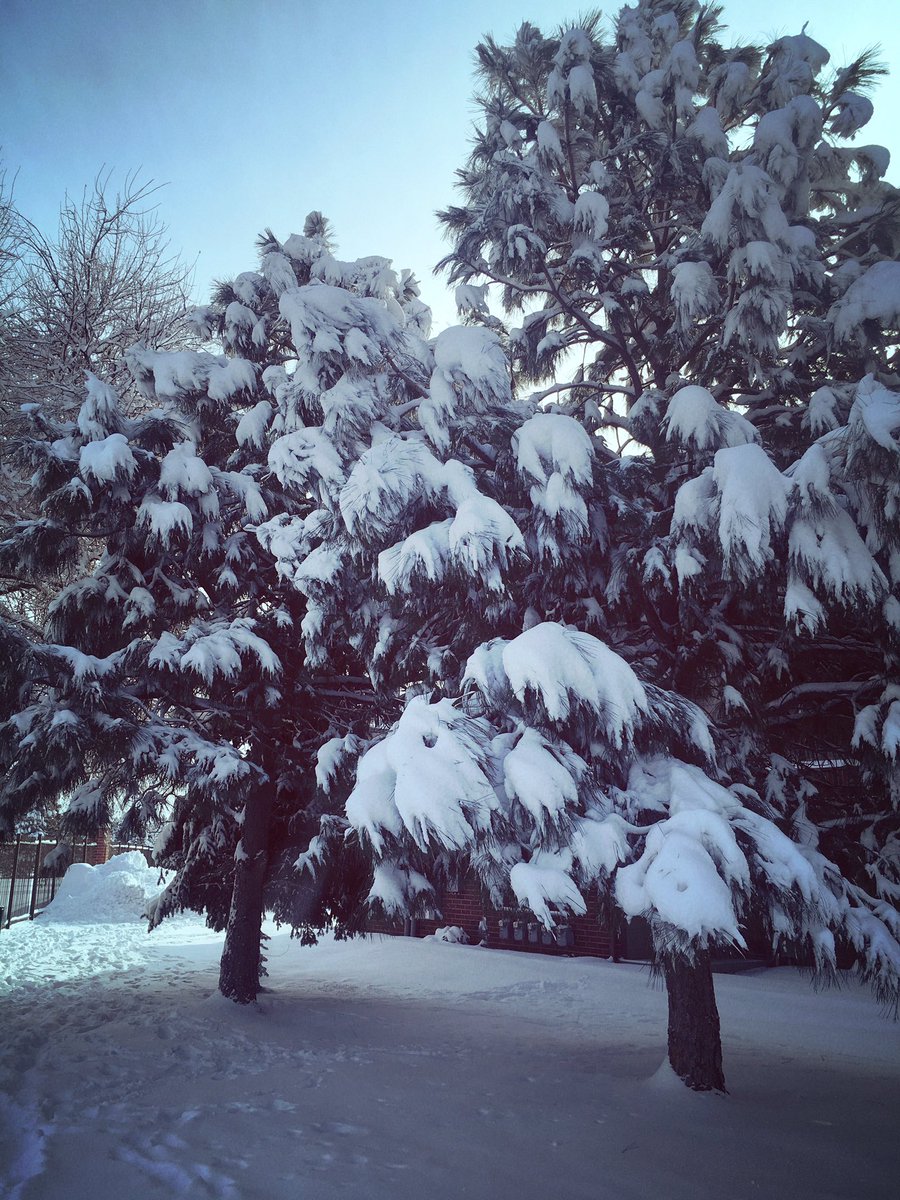 ddbabb1's tweet image. Snow in Denver or a scene from a Dr. Seuss book? #weekendsnow
