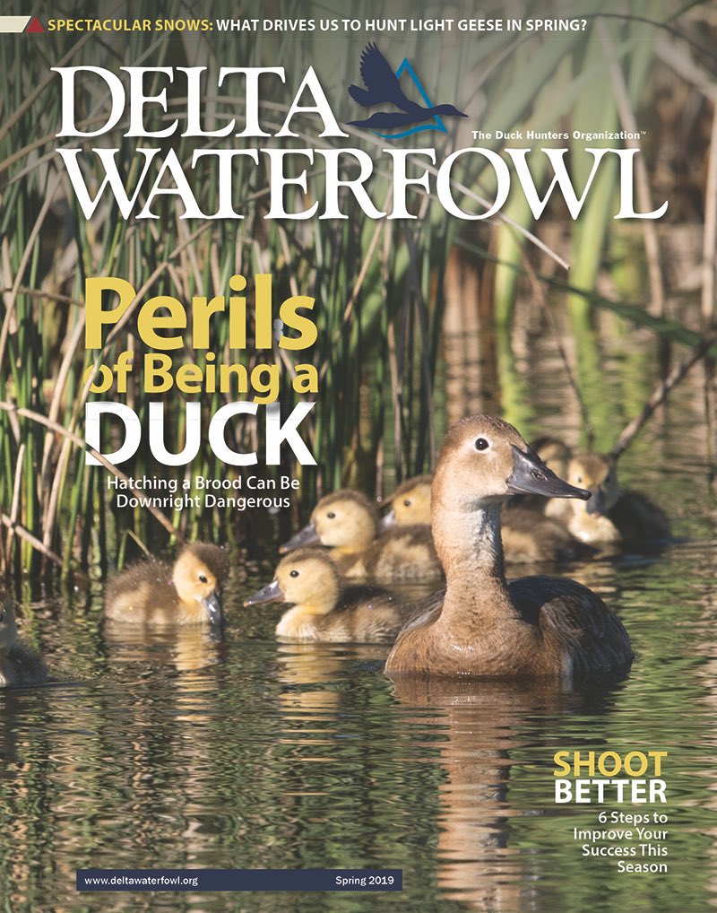 DeltaWaterfowl's tweet photo. In the Spring Issue of Delta Waterfowl magazine, we reveal the dangers that kill about 25 percent of nesting mallard hens every year. Remember: The only way to receive the magazine is to join The Duck Hunters Organization.

Read More: https://t.co/iPmwzmQJ8i https://t.co/dnxF72xuxE