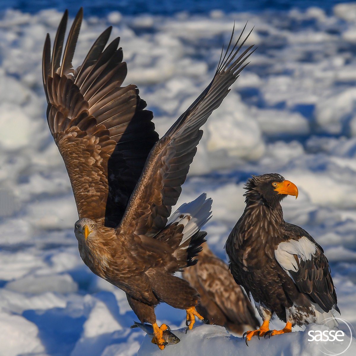 Dr Christian Sasse On Twitter Eagles On Pack Ice Left