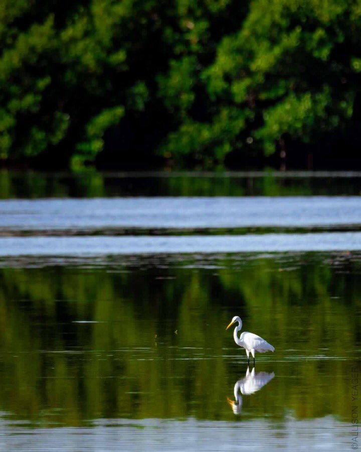 bitofadventure's tweet photo. This beauty is out hunting for dinner. Any guesses as to what was on the menu? 😂 https://t.co/5t2UXiiA0W