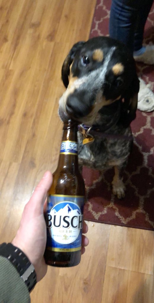 mikelinz_'s tweet photo. Hey @BuschBeer, I found your new mascot. https://t.co/4CgkkK90A5