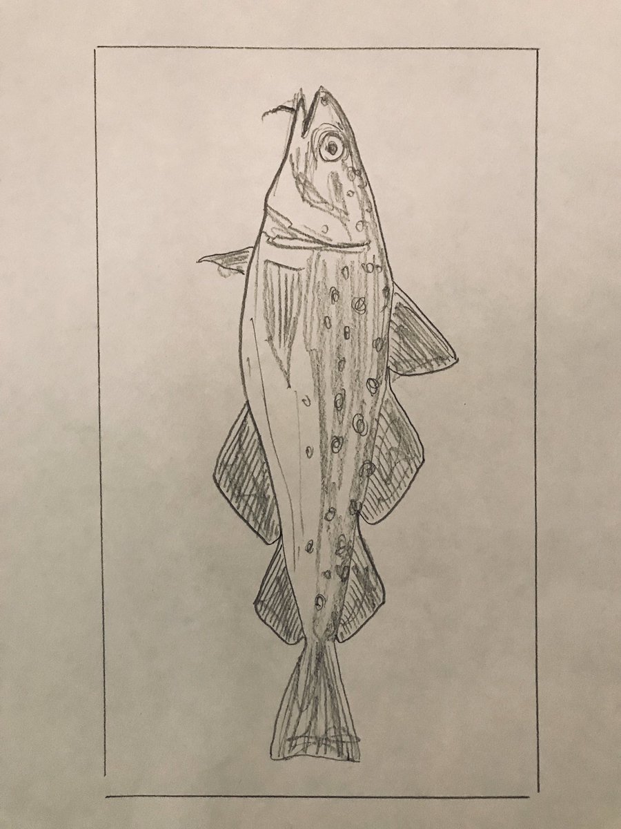 JenniferYVerma's tweet photo. Line drawings of #northerncod are totally sustainable... #exploreNL #fishing #artistsontwitter https://t.co/Hn0rcsysGZ