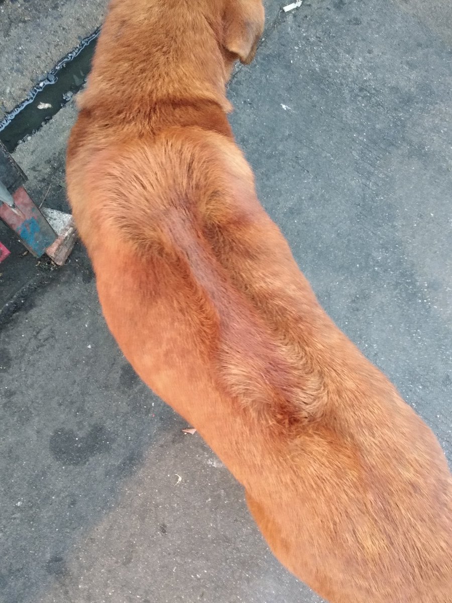 尻尾のない犬 かわいいゼリーのお店 お気に入りはタイミルクティーのゼリー ミルク ティーのいい香りがするよ サンカヤー タイ式プリン 風味のゼリー ココナッツミルクのゼリー フォイトーン 鶏卵素麺 のゼリーも買ったよ 尻尾のない犬 かわいいゼリーのお店 お気に入りはタイミルクティーのゼリー ミルク ティーのいい香りがするよ サンカヤー タイ式プリン 風味のゼリー ココナッツミルクのゼリー フォイトーン 鶏卵素麺 のゼリーも買ったよ