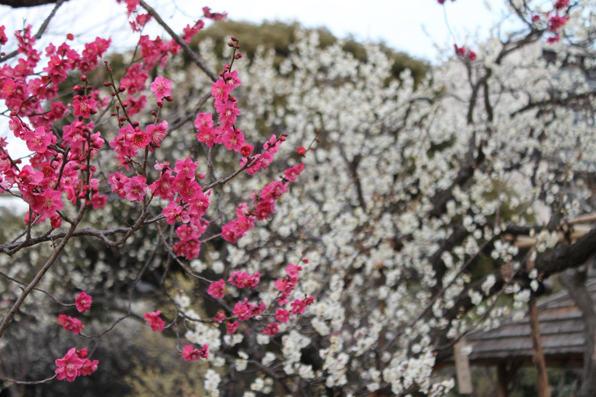 向島百花園 A Twitter 向島百花園の梅 見ごろです 園内には約種類の梅の木があって 少しずつ咲く時期が違うので しばらくの間 梅の花が楽しめそうです 向島百花園 梅 梅まつり 東向島駅 曳舟駅 墨田区