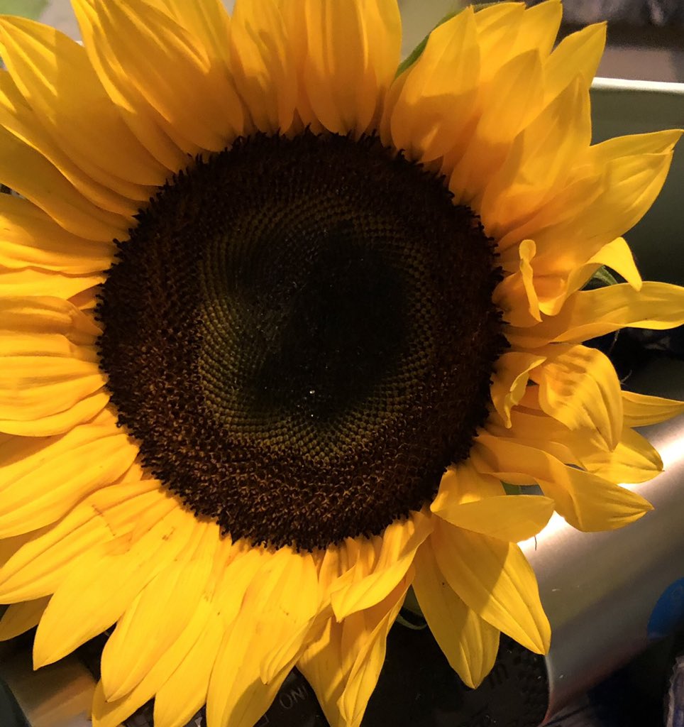 fabsAraiza's tweet photo. Seamos más Girasoles 🌻🙏😉🌳
Seamos más simples, busquemos el bien común, compartamos y disfrutemos con la alegría del resto, que todo llega. Tarde o temprano Todo llega para todos. Solo con Fe y preparación, solo con amor y compasión… o “con – pasión” podemos hacerlo posible. https://t.co/DHQJe9VVod