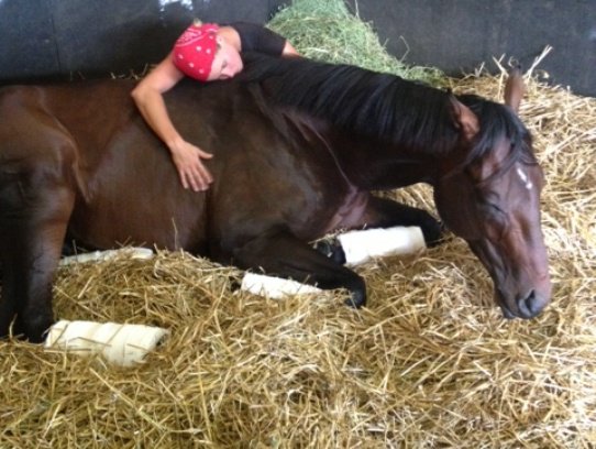 ORBsession's tweet photo. It's been a long day of celebrating his birthday for Orb.  So I'm sure he's resting for the night (much like this picture from back in his racing days with @jspatterson6).  But he'll be ready to get back to his day job in the morning @claibornefarm. https://t.co/4ROPDlT1eh
