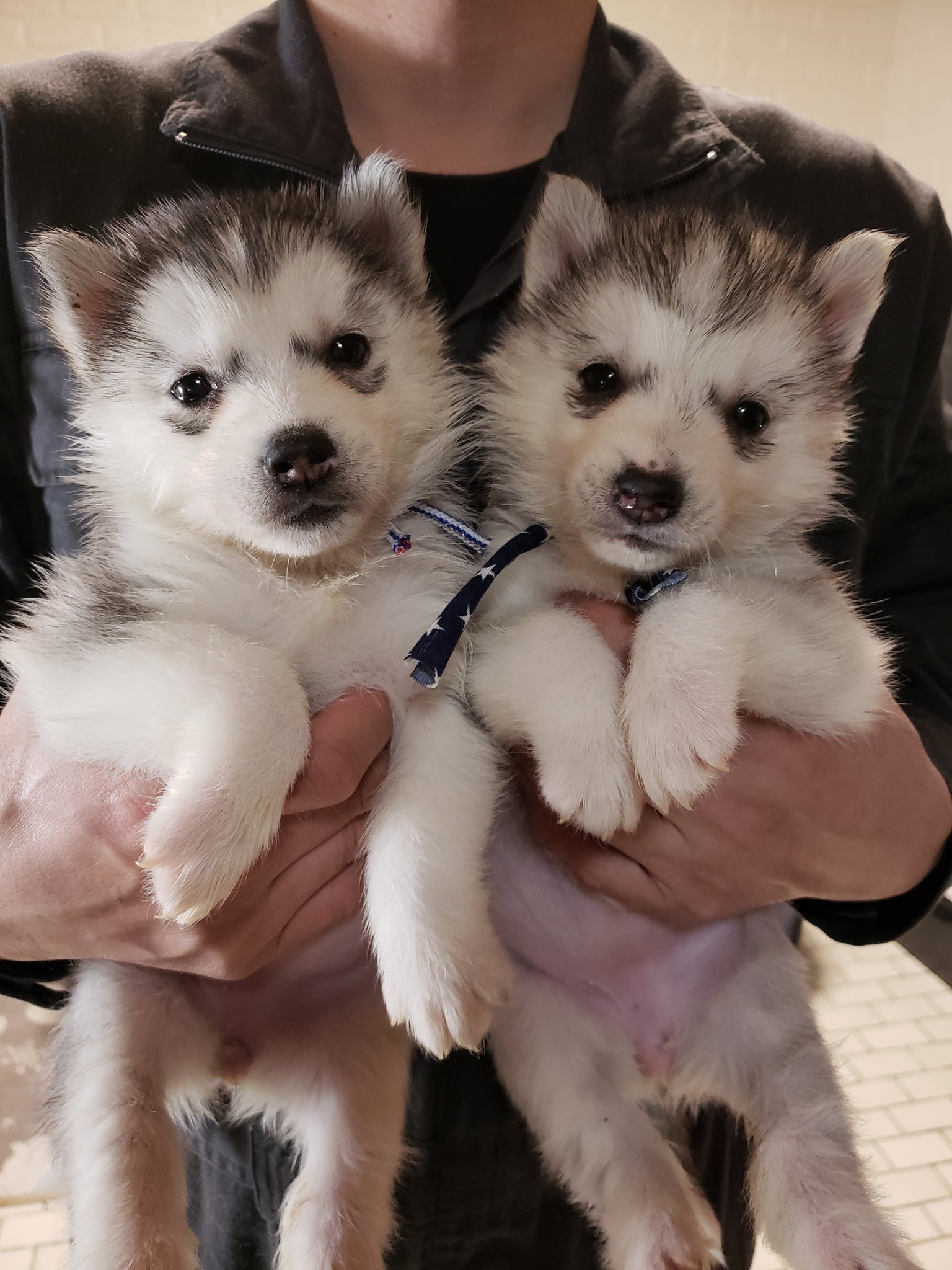 Crystal Hasmara Dogs ハスキーの女の子2頭オーナー様募集中です シベリアンハスキー ハスキー Siberianhusky Siberian Husky ハスキー犬 仔犬 仔犬情報 仔犬販売 オーナー様募集 Crystal Hasmara Dogs ハスキーの女の子2頭オーナー様募集中です シベリアンハスキー ハスキー Siberianhusky Siberian Husky ハスキー犬 仔犬 仔犬情報 仔犬販売 オーナー様募集