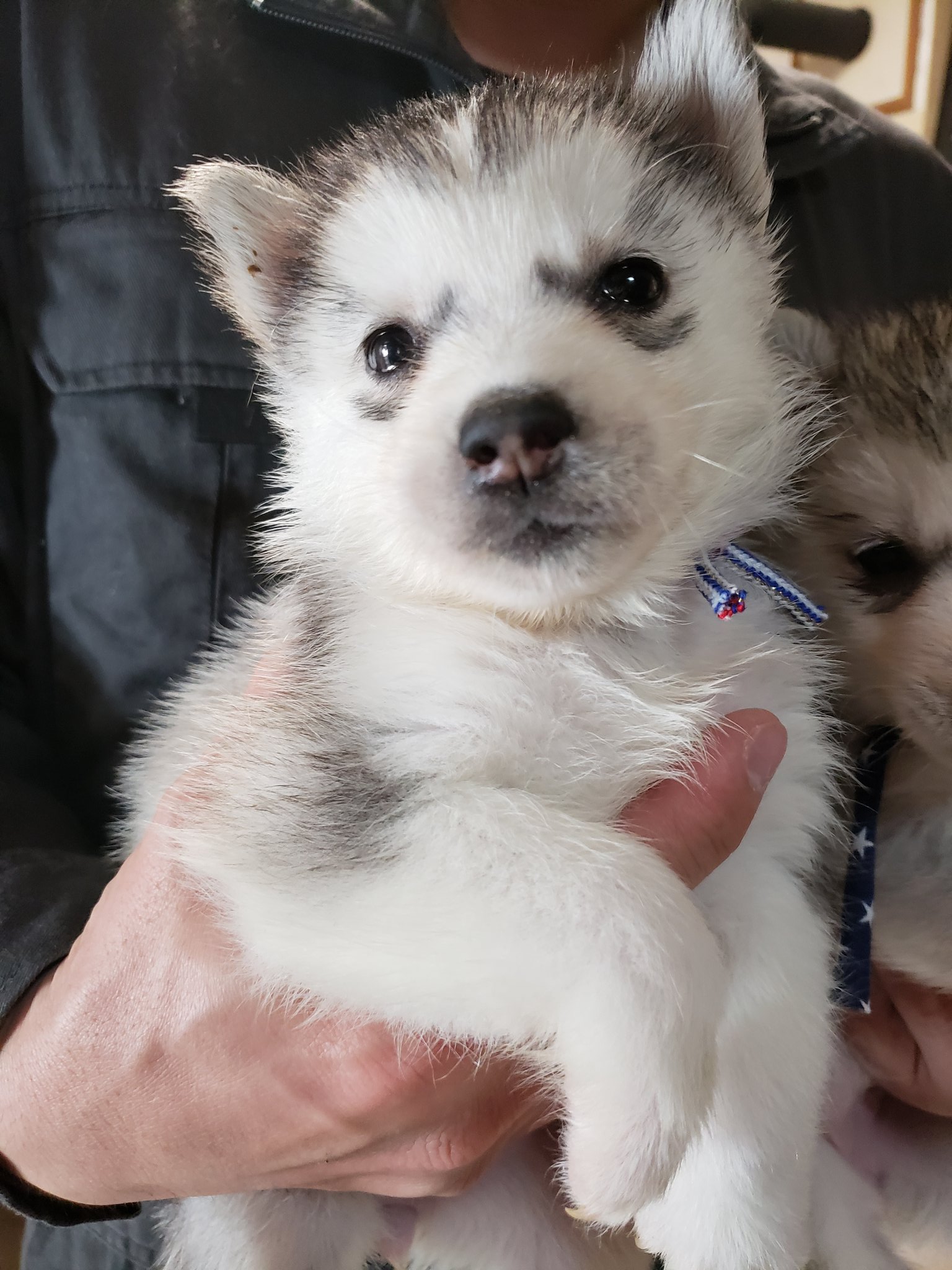 Crystal Hasmara Dogs ハスキーの女の子2頭オーナー様募集中です シベリアンハスキー ハスキー Siberianhusky Siberian Husky ハスキー犬 仔犬 仔犬情報 仔犬販売 オーナー様募集 Crystal Hasmara Dogs ハスキーの女の子2頭オーナー様募集中です シベリアンハスキー ハスキー Siberianhusky Siberian Husky ハスキー犬 仔犬 仔犬情報 仔犬販売 オーナー様募集