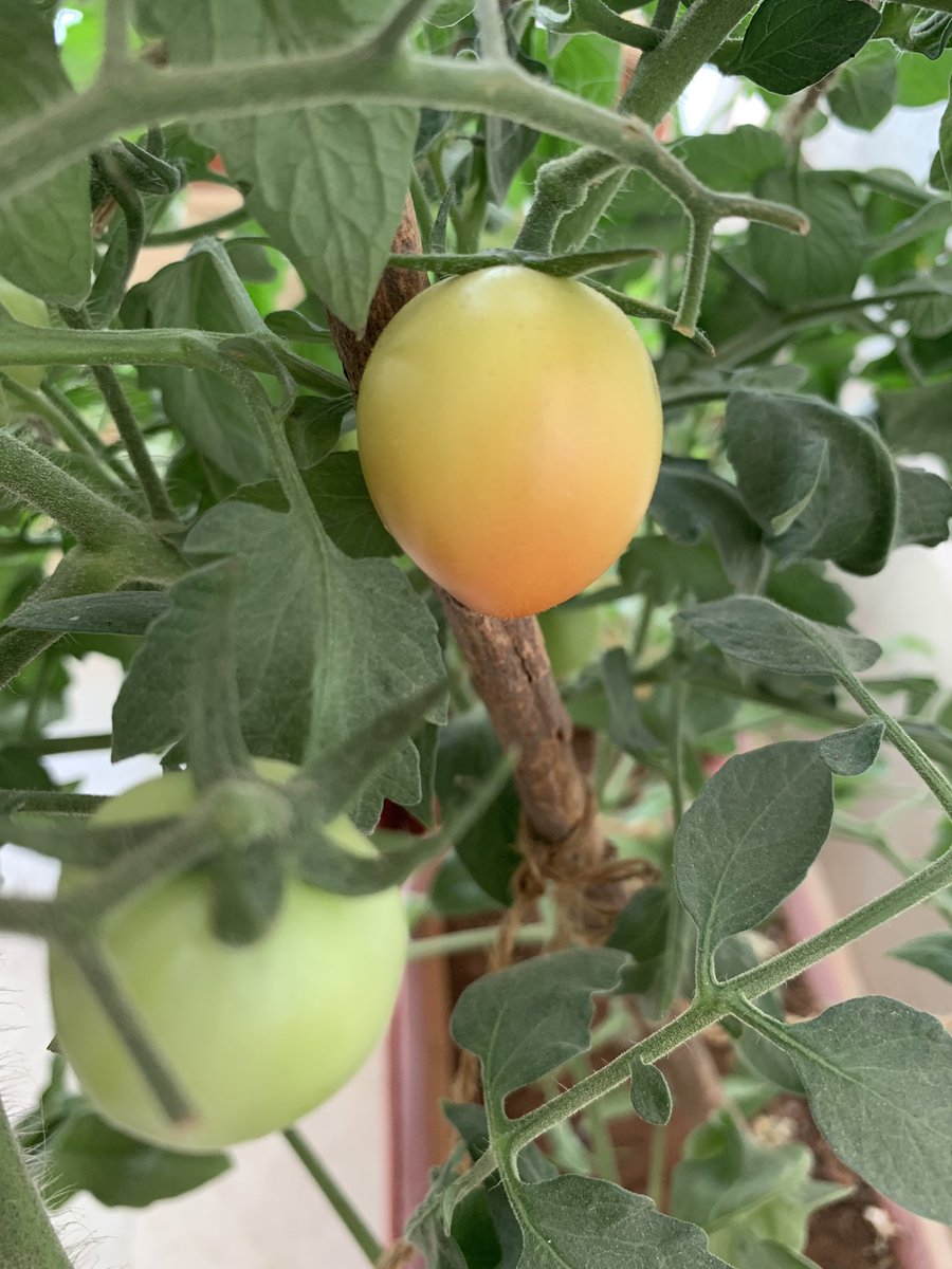 Tomatoes are turning red !!!! #gardenlove #health #organic