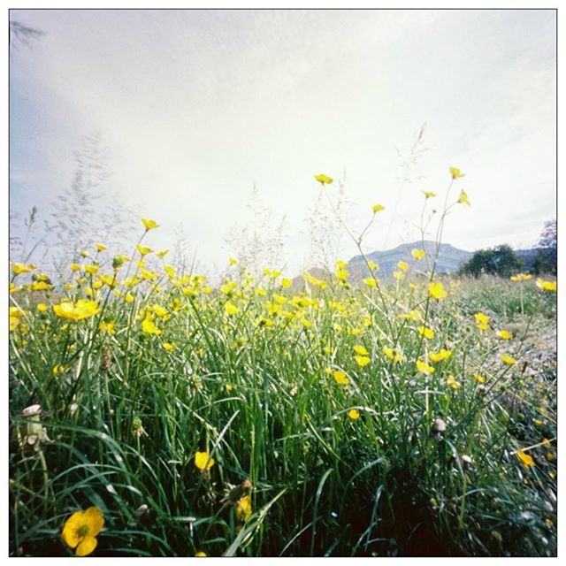 ThomasCPhoto's tweet photo. Sur Instagram : Yenne (73) - Août 2018 #film #argentique #analogue #fineart #filmisnotdead #yenne #filmshoot #pinhole #phototheday #120mmfilm #moyenformat #spiralcamera #landscape #grainisgood #instagood #believeinfilm #ishootfilm #lensculture #champ #jaune #fisheyelemag #al… https://t.co/3AHZWwiz1z