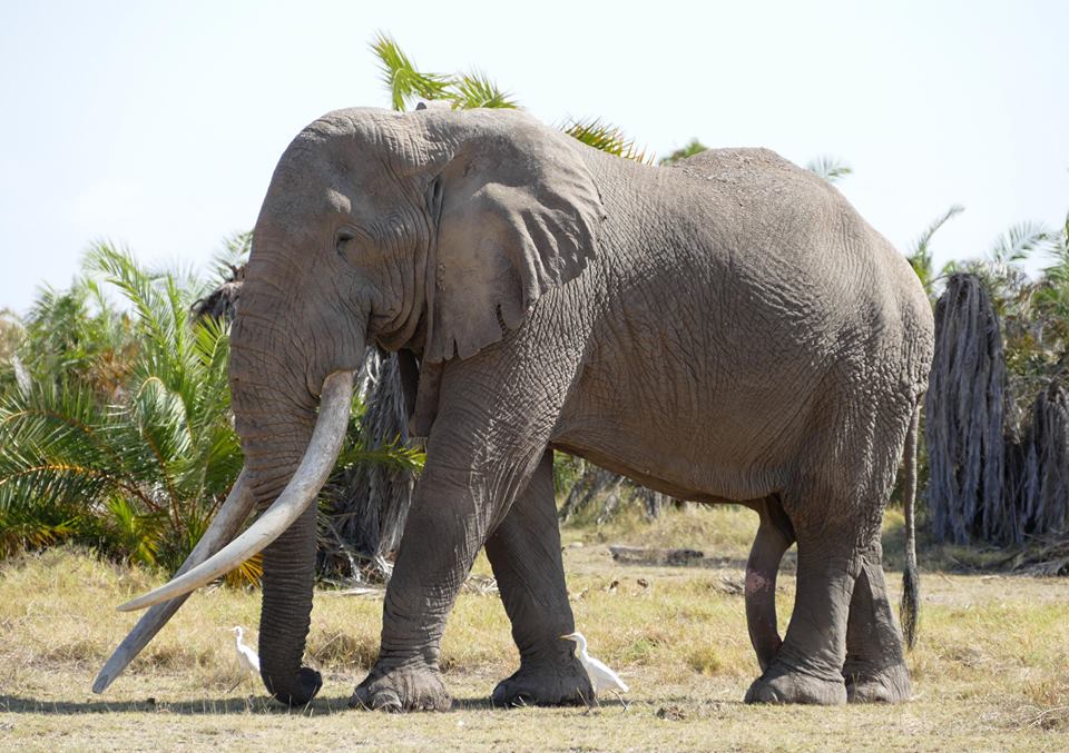 Tim, a 50-year-old bull elephant, is an icon of Amboseli and one of Africa’s largest and most magnificent elephants. He's the king of Amboseli and one of the last great tuskers left in Africa. Beyond magnificent. 

Image: @AmboseliElephants