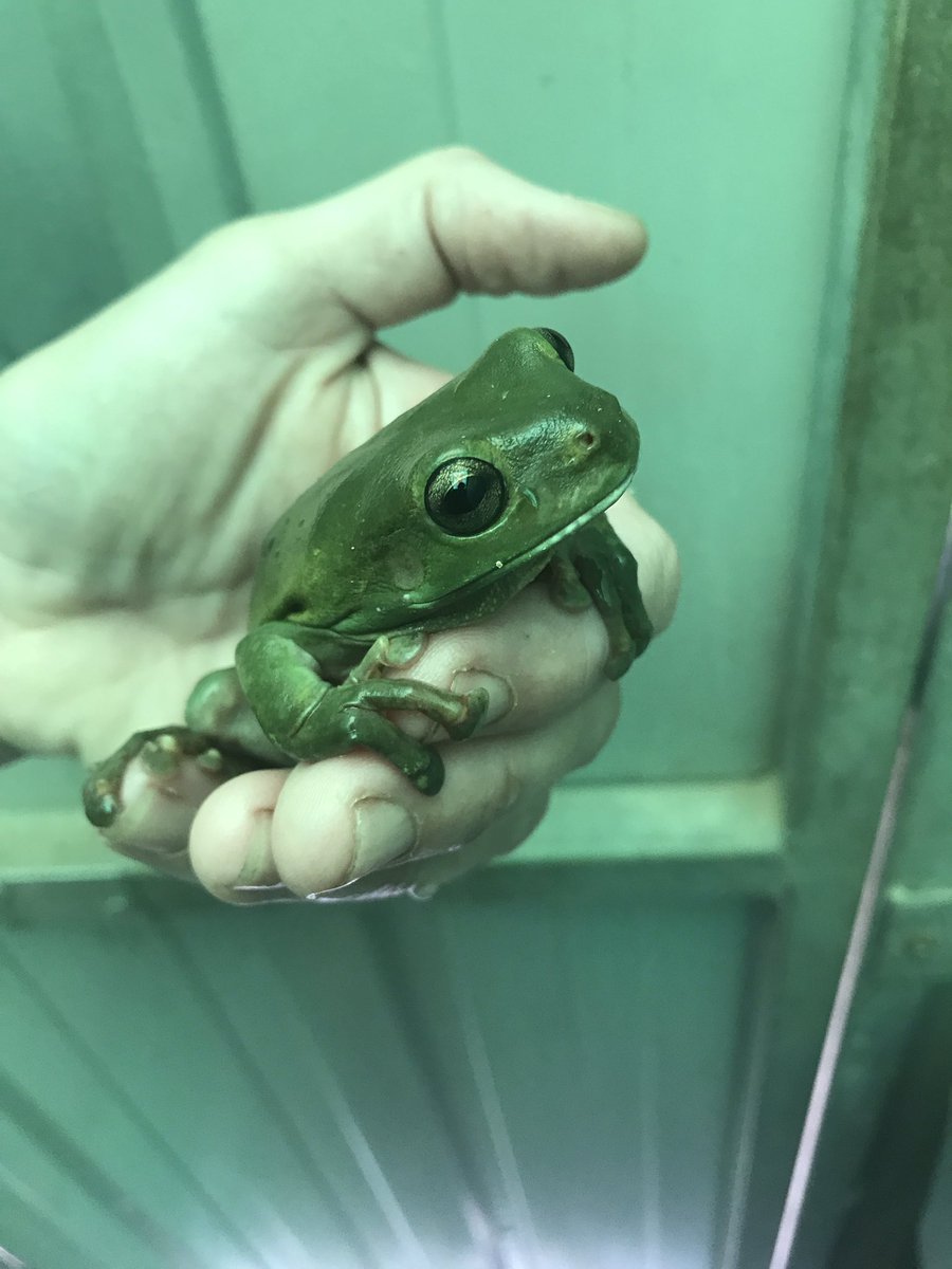 LeafyM76's tweet photo. Highlight of my work day... having a serious chat with a #greentreefrog about the risks associated with living inside a portaloo... after some discussion &amp; a few moments of clingy-ness, we decided alternate living arrangements near the dam might be more appropriate. 🐸 https://t.co/llQUv4pxIJ
