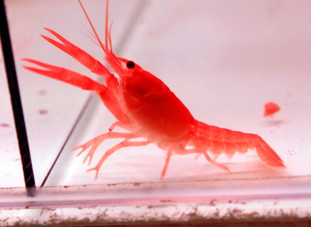 myGoldFishShop's tweet photo. Снова в продаже #аквариумныерыбки, #аквариумныерастения: #Телескоп красный, #Неон алмазный, #Уару, #Метиннис серебристый, #Рак красный неоновый (на фото), #Анубиас Нана на лаве и др.
Подробнее на нашем сайте https://t.co/0uMXwr5S0e
#карантиннаябаза #золотаярыбка #mygoldfish https://t.co/f9DGJGD3Av