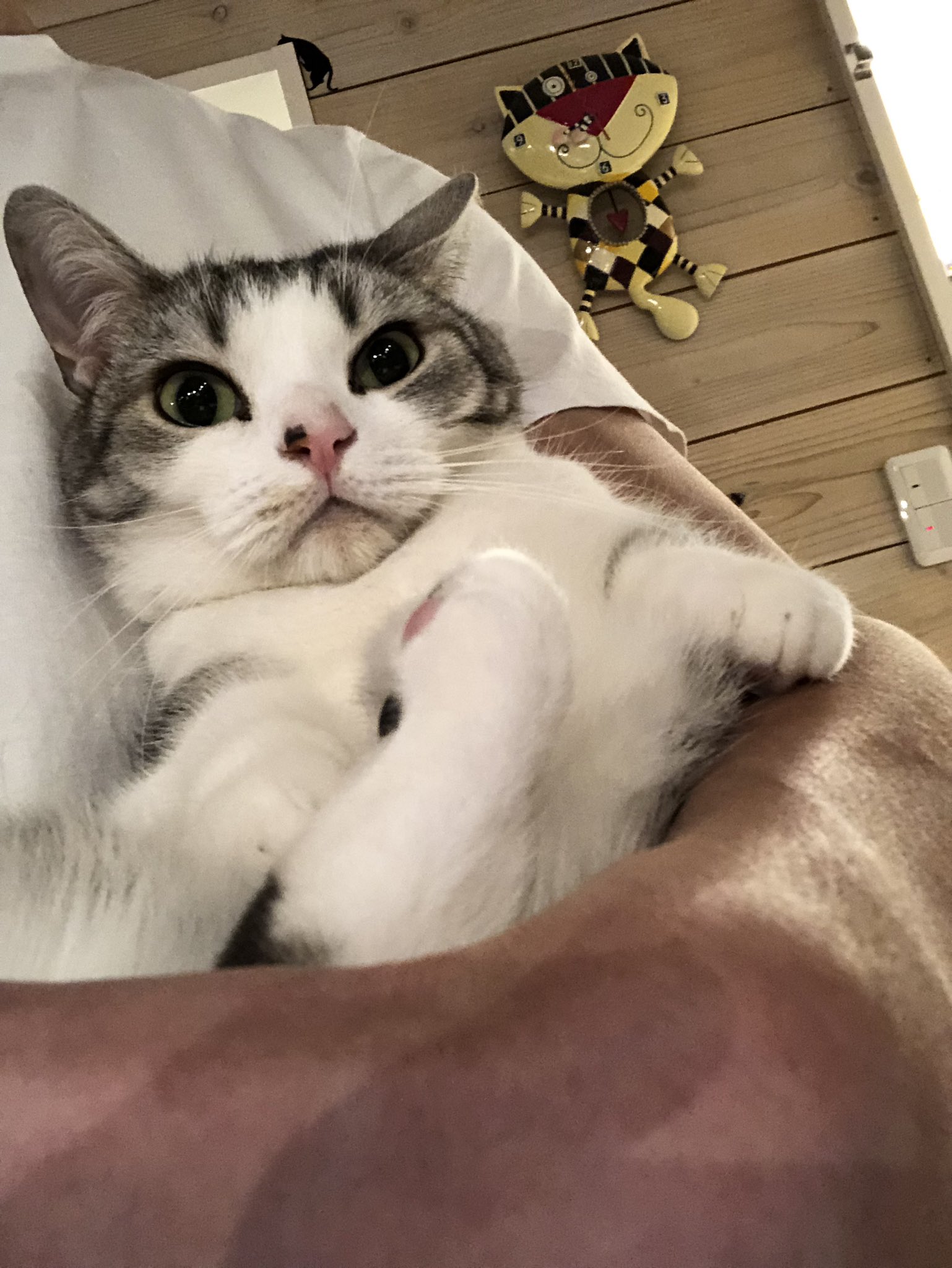 ネコカフェｍｏｎｔａ 昨晩ミャーミャー甘えてきたので抱っこをしてあげた時のショット ルナくん熱烈ラブコールでした 猫 猫カフェ ネコカフェmonta マンチカン 浅草 抱っこ 猫部