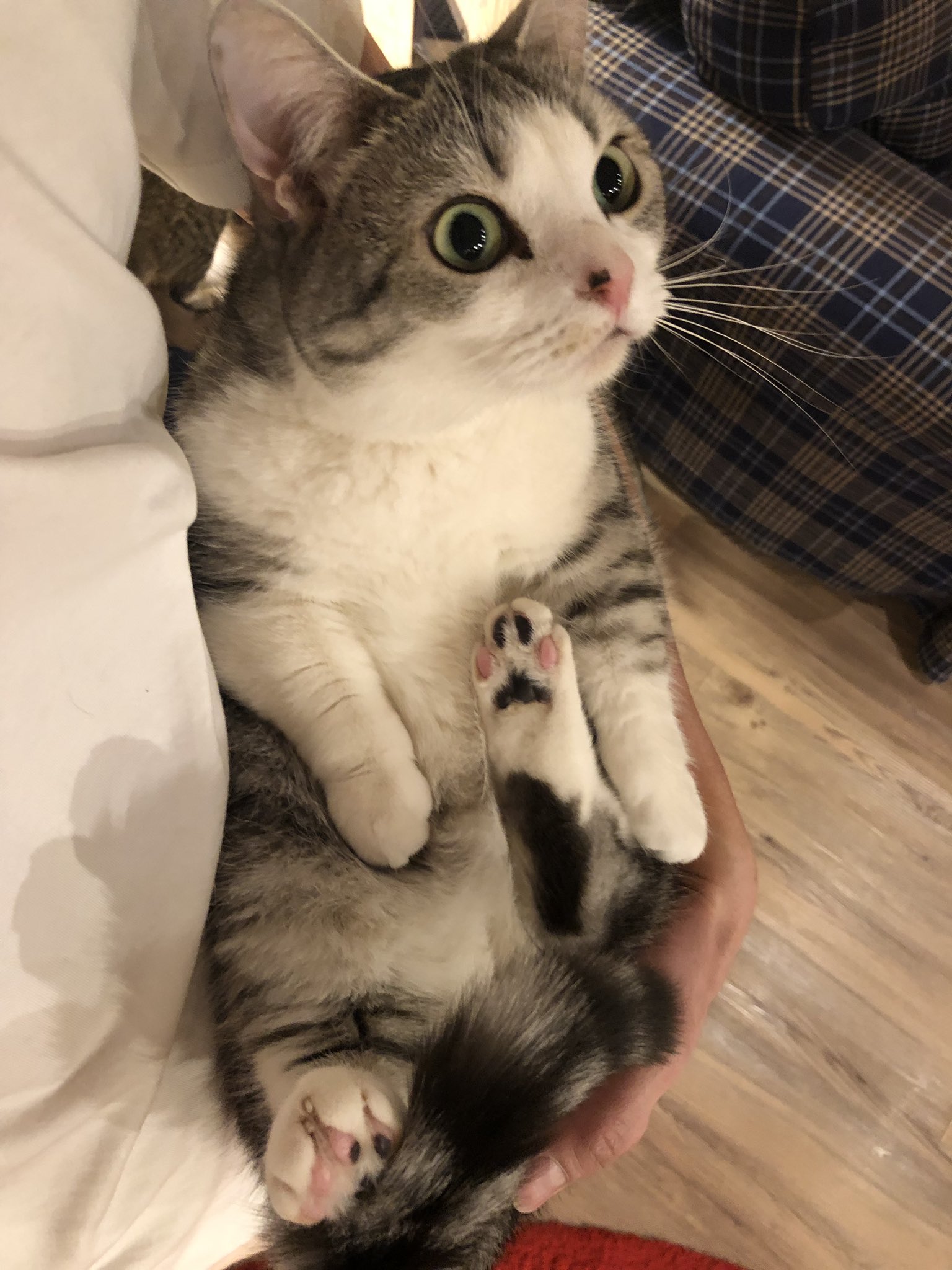 ネコカフェｍｏｎｔａ 昨晩ミャーミャー甘えてきたので抱っこをしてあげた時のショット ルナくん熱烈ラブコールでした 猫 猫カフェ ネコカフェmonta マンチカン 浅草 抱っこ 猫部