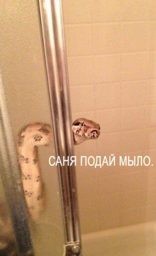 getrelaxme's tweet photo. #мыло #змеи #страшножить 
#взаимныйфолловинг
Остальное на https://t.co/ivUKqMq6JE https://t.co/Hxhhl8Bbf4
