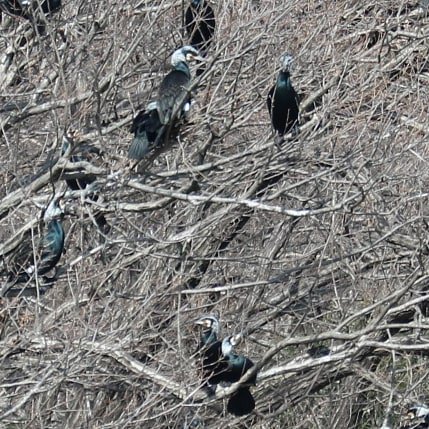 #カラスかと思ったのですがよく見たら #IthoughtthatitwasacrowbutIlookclosely #カワウ #かわう #河鵜 #greatcormorant #森林公園 #武蔵丘陵森林公園 #国営武蔵丘陵森林公園 #musashikyuryonationalgovernmentpark