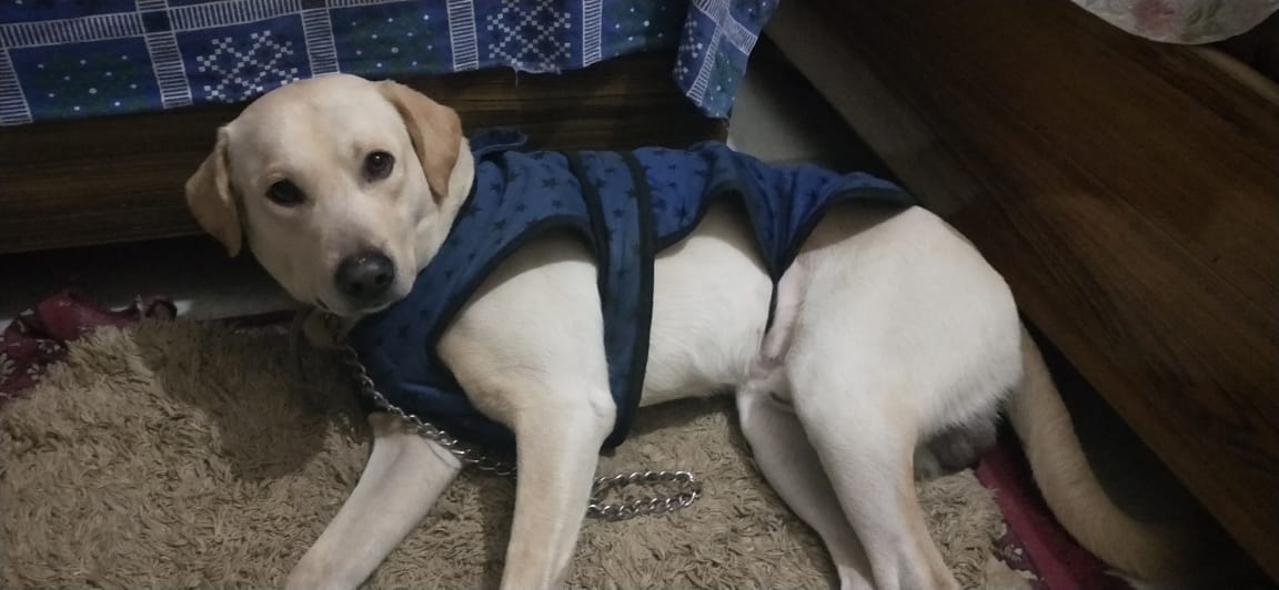 This handsome Labrador was found by an animal lover Rohini #Delhi. 

We think this is a lost dog or a runaway because he was wearing a collar and the jacket in the pictures. He is quite young and very active. 

If he is your dog or you recognize him, please call 9871745109. 

RT!