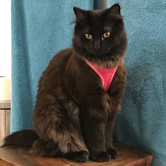VenusdeMeow's tweet photo. #darththecat https://t.co/dYOpYLYVbl https://t.co/rlkXk7B1vR